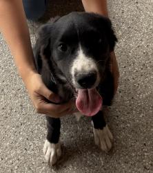 Found/Stray Female Dog last seen Tramway and Second Streets, Albuquerque, NM 87123