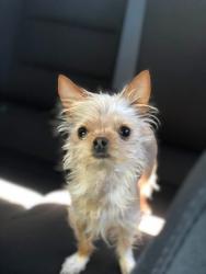 Reunited Female Dog last seen Blaine Ave, Fillmore, CA 93015