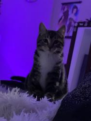 Reunited Male Cat last seen Near N Gem St, Tulare, CA 93274, USA, Tulare, CA 93274