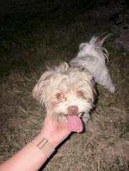 Found/Stray Unknown Dog last seen Bunny trial, Killeen, TX 76549