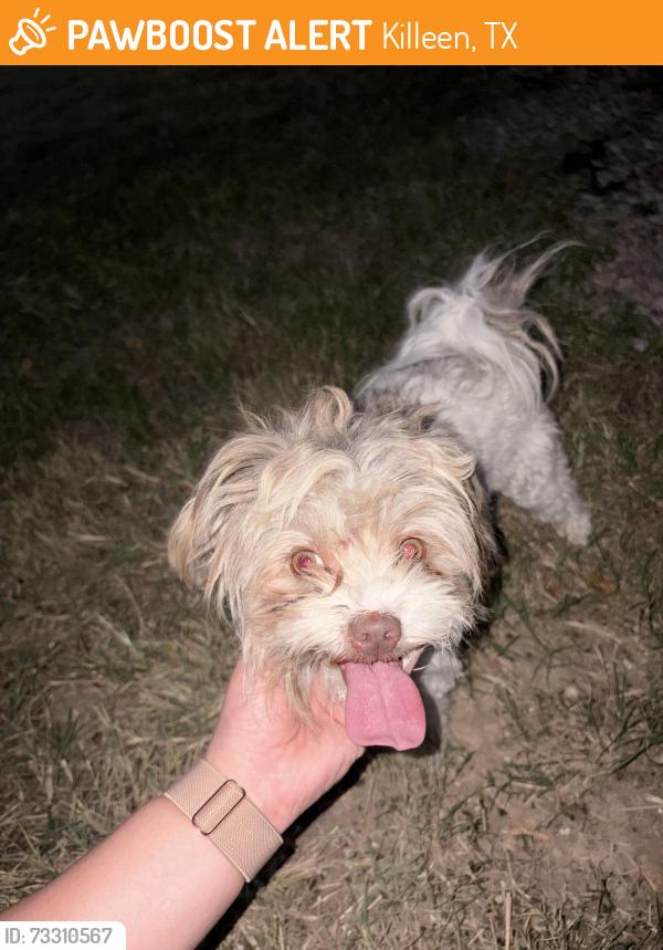 Found/Stray Unknown Dog last seen Bunny trial, Killeen, TX 76549