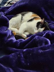 Reunited Female Cat last seen Lincoln st, Palmyra, PA 17078