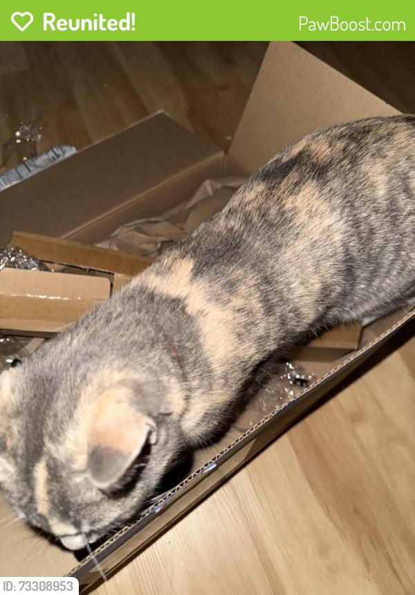 Reunited Female Cat last seen Emerson St NW, Washington, DC 20011
