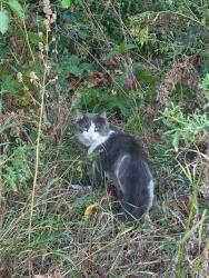 Found/Stray Unknown Cat last seen Along bike trail on across fence, river side, Saint Paul, MN 55102