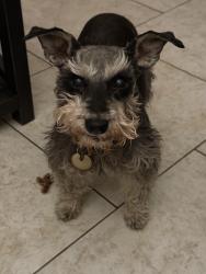 Lost Female Dog last seen Meadow st., Amarillo, TX 79109