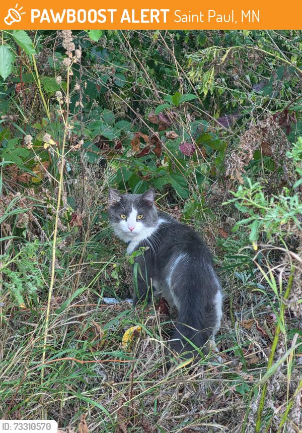 Found/Stray Unknown Cat last seen Along bike trail on across fence, river side, Saint Paul, MN 55102