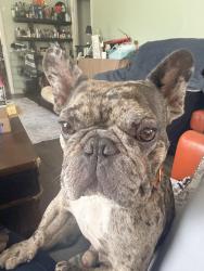 Reunited Male Dog last seen salinas and canada street, Santa Barbara, CA 93103