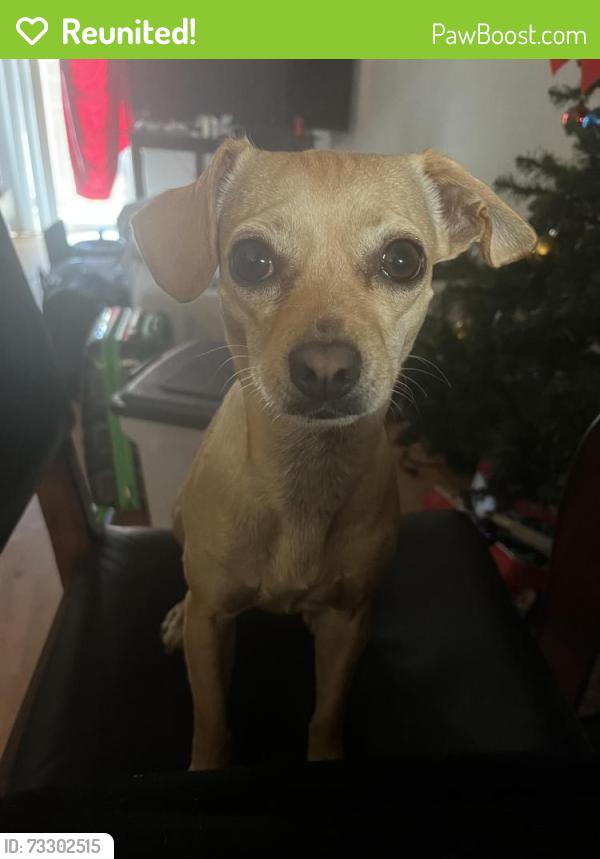 Reunited Female Dog last seen Lavetta way, Clayton and Farm, Concord, CA 94519