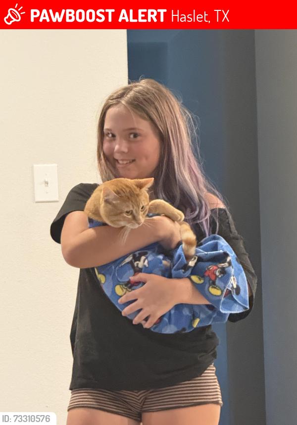 Lost Male Cat last seen Near la Bamba drive, Haslet, TX 76052