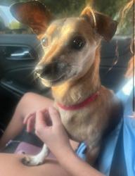 Reunited Male Dog last seen Florence Elementary, Keller, TX 76248