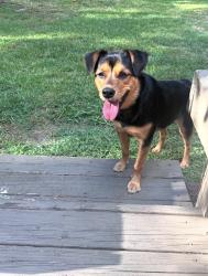 Lost Female Dog last seen 32nd and Blake by Improper City, Denver, CO 80205