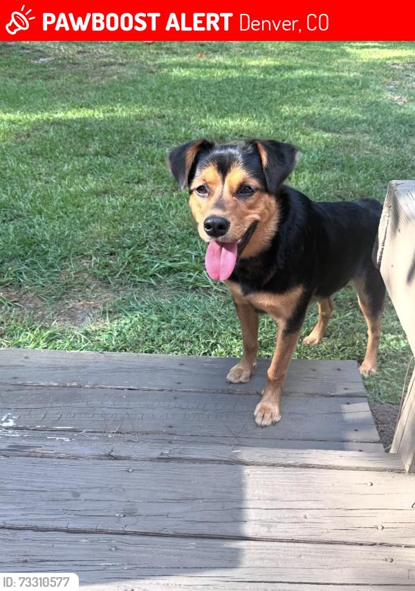 Lost Female Dog last seen 32nd and Blake by Improper City, Denver, CO 80205