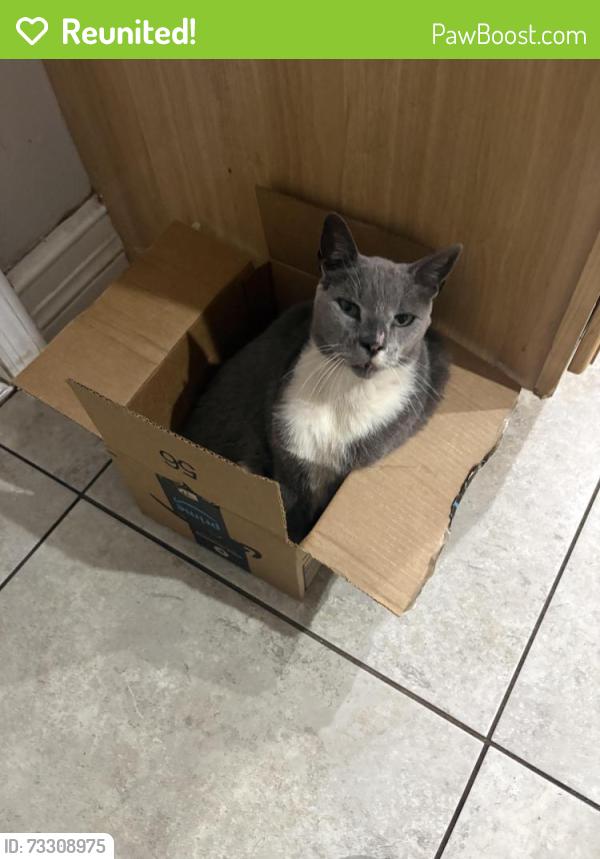 Reunited Male Cat last seen Ronald St and Tulip Blvd, Port St. Lucie, FL 34953