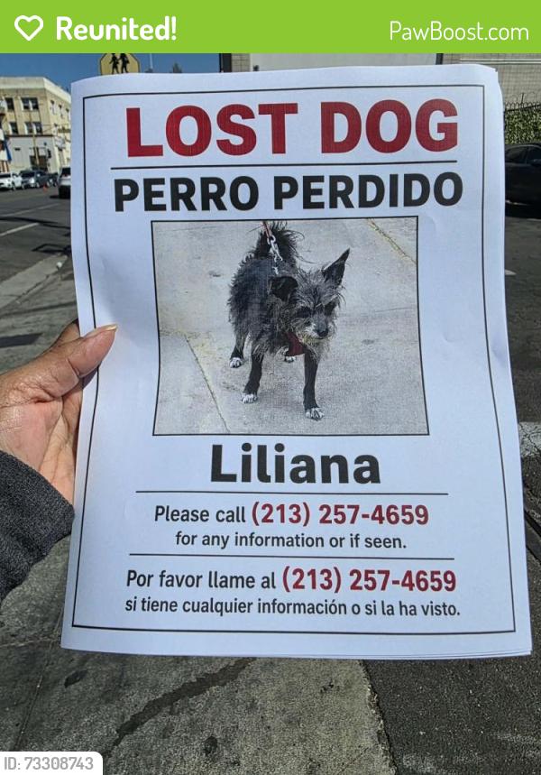 Reunited Female Dog last seen Near S Westlake Avenue, Los Angeles, Los Angeles, CA 90057