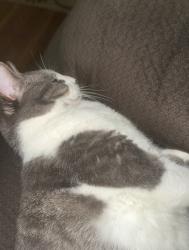 Lost Male Cat last seen columbia forest, Arlington, VA 22204