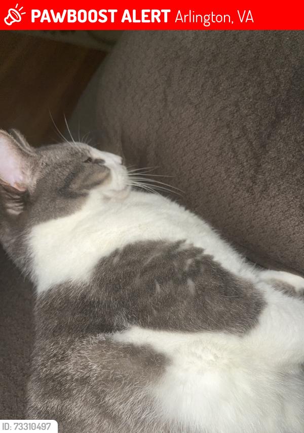 Lost Male Cat last seen columbia forest, Arlington, VA 22204