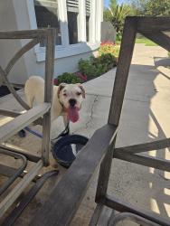 Reunited Female Dog last seen Chapman and S. Park St, Orange, CA 92869