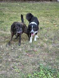Reunited Unknown Dog last seen S. Madaline Terrace, Springfield, MO 65804