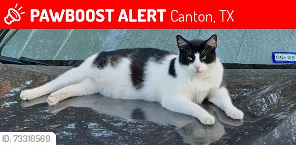 Lost Male Cat last seen FM 1256 & VZ County Rd 2309 Canton, TX, Canton, TX 75103