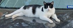 Lost Male Cat last seen FM 1256 & VZ County Rd 2309 Canton, TX, Canton, TX 75103
