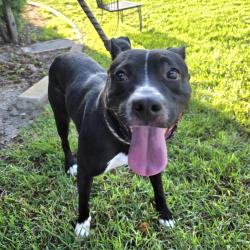 Found/Stray Male Dog last seen 61st & 6108 Atlantic Ave, Long Beach, CA 90805, Long Beach, CA 90805