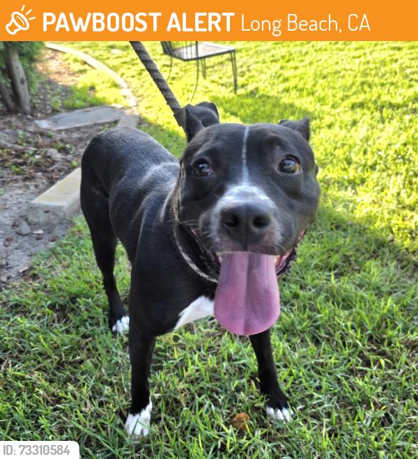 Found/Stray Male Dog last seen 61st & 6108 Atlantic Ave, Long Beach, CA 90805, Long Beach, CA 90805