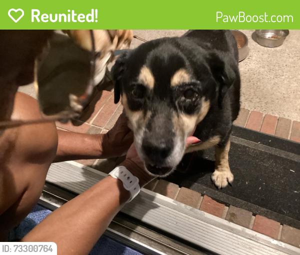 Reunited Female Dog last seen Lillington Highway, Spring Lake, NC 28390