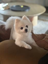Reunited Male Dog last seen Willow Street / Atlantic, Long Beach, CA 90806