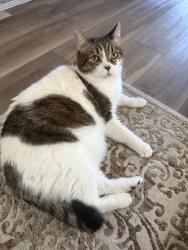 Reunited Female Cat last seen Quail Glen road and Dove Creek lane, Carrollton, TX 75006