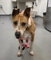 Shelter Stray Female Dog last seen Denny Way and Minor Ave N, Seattle, WA, 2061 15th Ave W, Seattle, WA 98119, USA