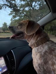Found/Stray Unknown Dog last seen Scripture and Thomas, Denton, TX 76201