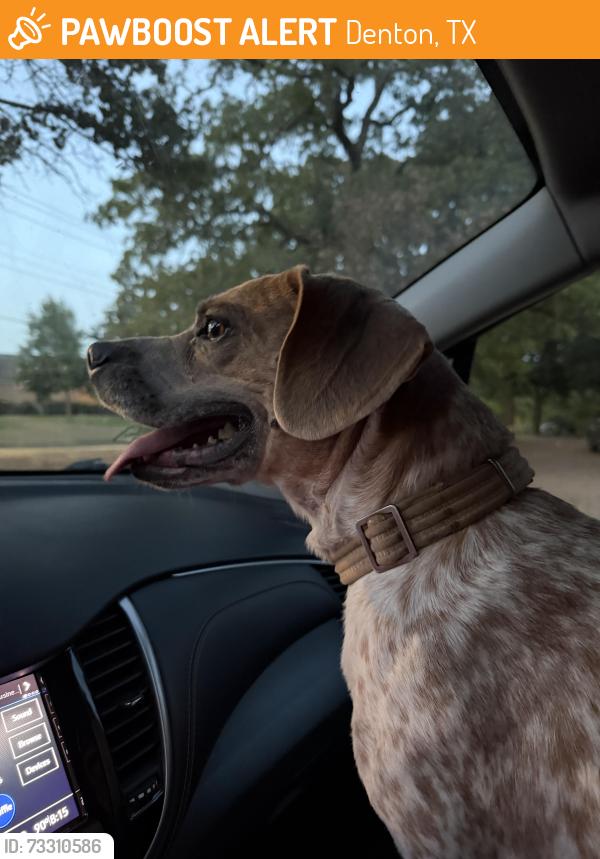 Found/Stray Unknown Dog last seen Scripture and Thomas, Denton, TX 76201