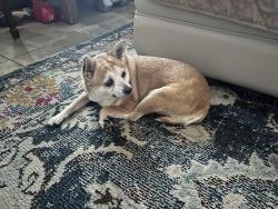 Reunited Female Dog last seen Annie Oakley and Hacienda, Las Vegas Valley, NV 89120