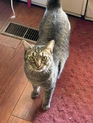 Lost Male Cat last seen Overland and five mile, Boise, ID 83709