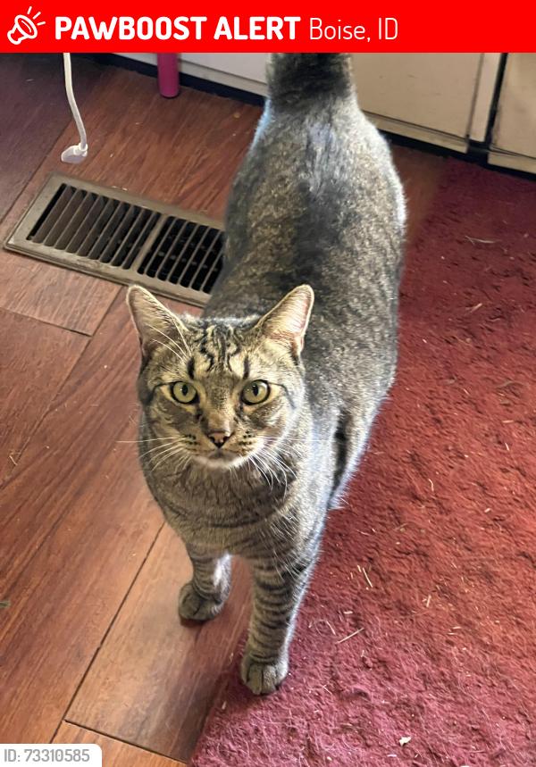 Lost Male Cat last seen Overland and five mile, Boise, ID 83709