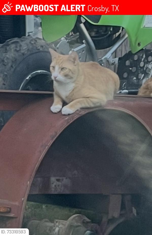 Lost Male Cat last seen Spinnaker, Crosby, TX 77532