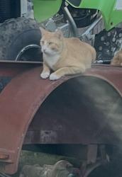 Lost Male Cat last seen Spinnaker, Crosby, TX 77532