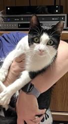 Lost Male Cat last seen Berger Dr and Wellins Dr., Fayetteville, NC 28304