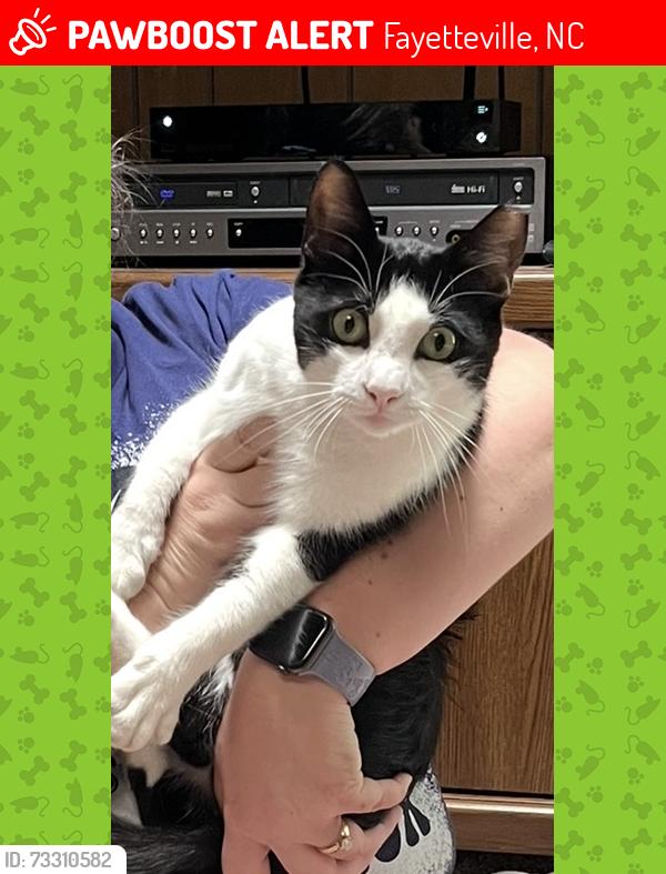 Lost Male Cat last seen Berger Dr and Wellins Dr., Fayetteville, NC 28304
