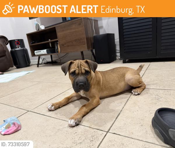 Found/Stray Female Dog last seen Sprague and DFW street, Edinburg, TX 78539
