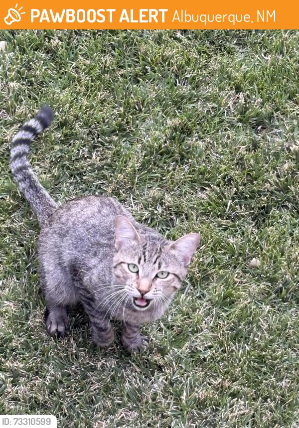 Found/Stray Male Cat last seen Louisiana and San Antonio, Albuquerque, NM 87109