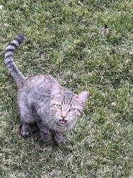 Found/Stray Male Cat last seen Louisiana and San Antonio, Albuquerque, NM 87109