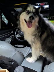 Reunited Unknown Dog last seen Grandview Drive near Lynn Lane in N Mt J coming from Lebanon Rd., Mt. Juliet, TN 37138