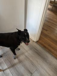 Lost Female Dog last seen Near and Teller, Lakewood, CO 80214
