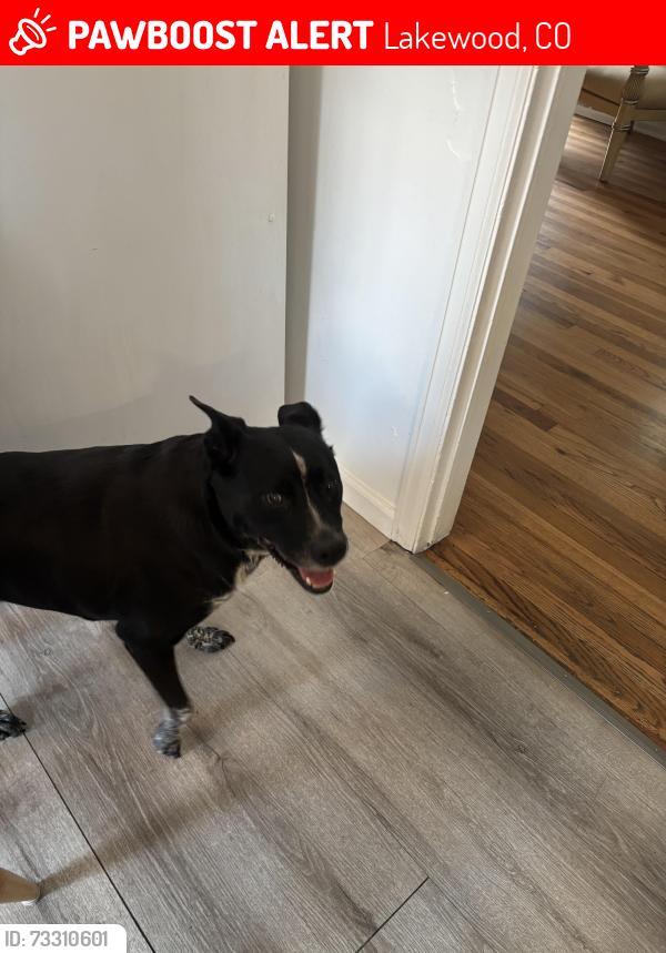 Lost Female Dog last seen Near and Teller, Lakewood, CO 80214