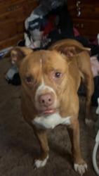 Found/Stray Female Dog last seen By the river, under the bridge. Get to the end of the bridge, take a right if coming down hill then take the first right and she was down by the river, East Bend, NC 27018