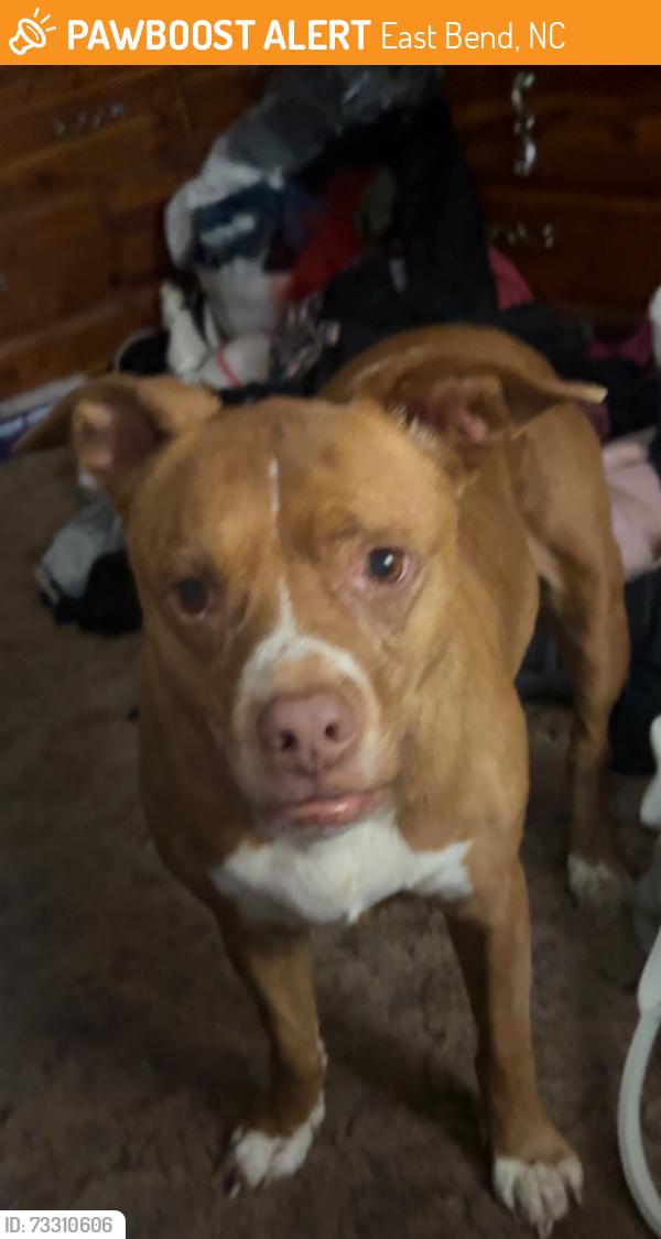 Found/Stray Female Dog last seen By the river, under the bridge. Get to the end of the bridge, take a right if coming down hill then take the first right and she was down by the river, East Bend, NC 27018