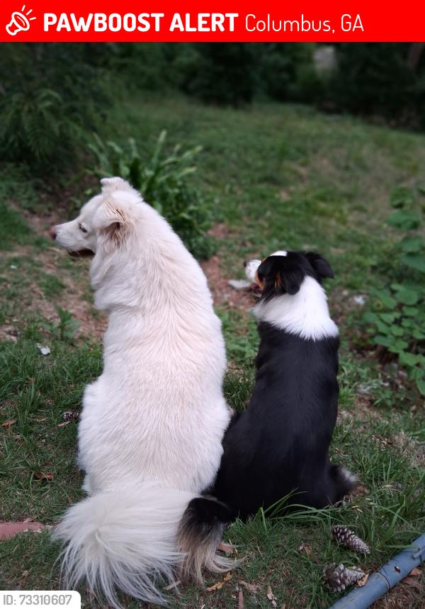 Lost Female Dog last seen Englewood and steam mill, Columbus, GA 31907
