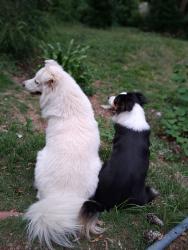Lost Female Dog last seen Englewood and steam mill, Columbus, GA 31907