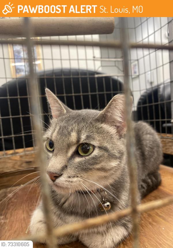 Found/Stray Female Cat last seen Christopher Dr and John 63129, St. Louis, MO 63129